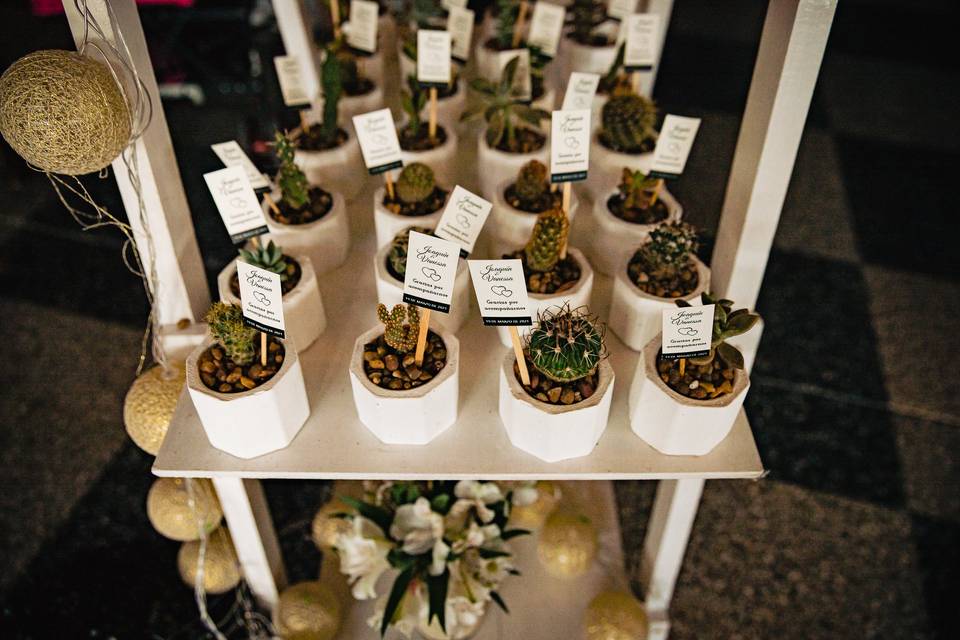 Cactus y suculentas como souvenirs de casamiento: ideas y consejos