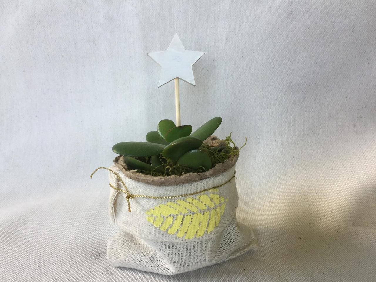 Mini cactus para regalar en vuestra boda