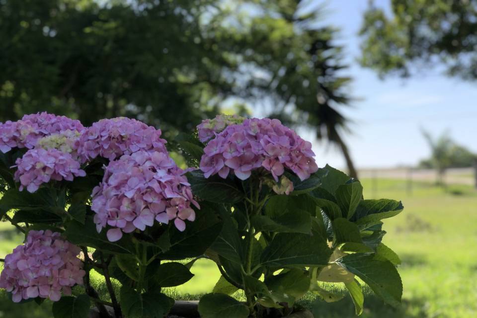Floraciones del lugar
