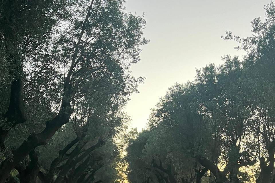 Auto clásico en el camino