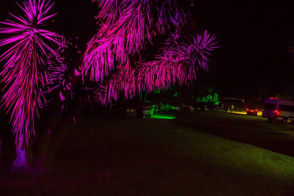 Jardin nocturno